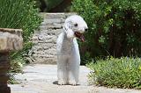 BEDLINGTON TERRIER 014